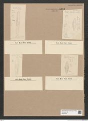 Diatomeae indet. Zeichnungen Sammlung Grunow Nr. 5884 (NHMW-BOT-W0374335)